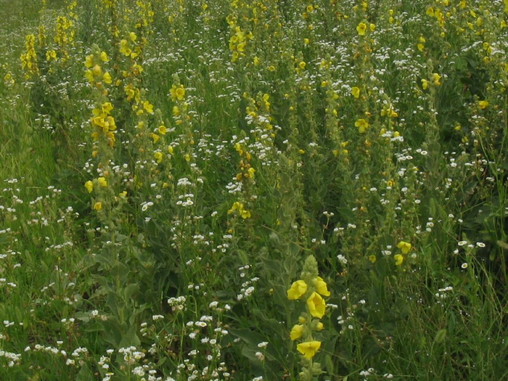 Verbascum thapsus? no, Verbascum phlomoides