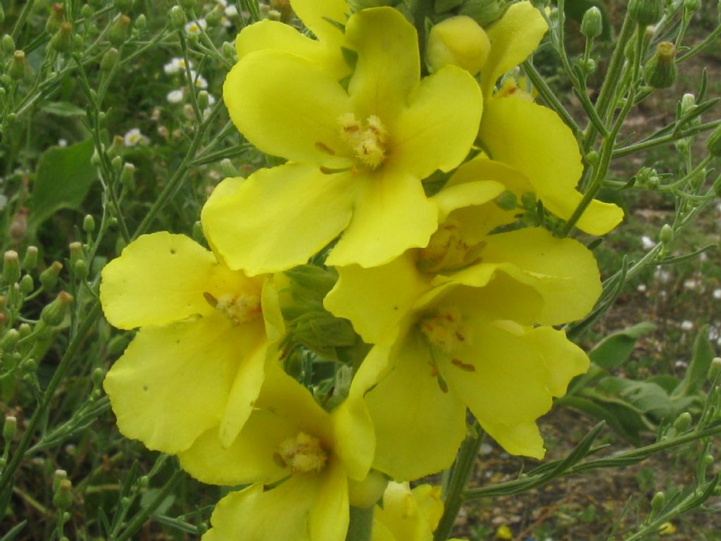 Verbascum thapsus? no, Verbascum phlomoides