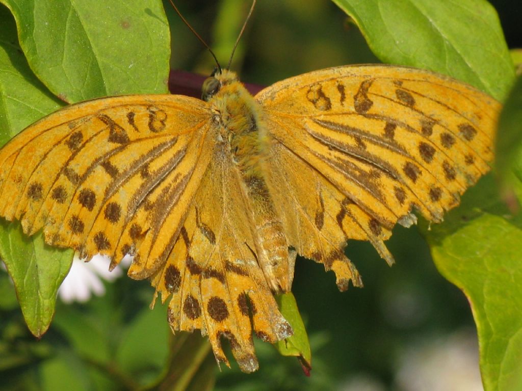 Issoria lathonia...reduce di guerra - No, Argynnis (Argynnis) paphia