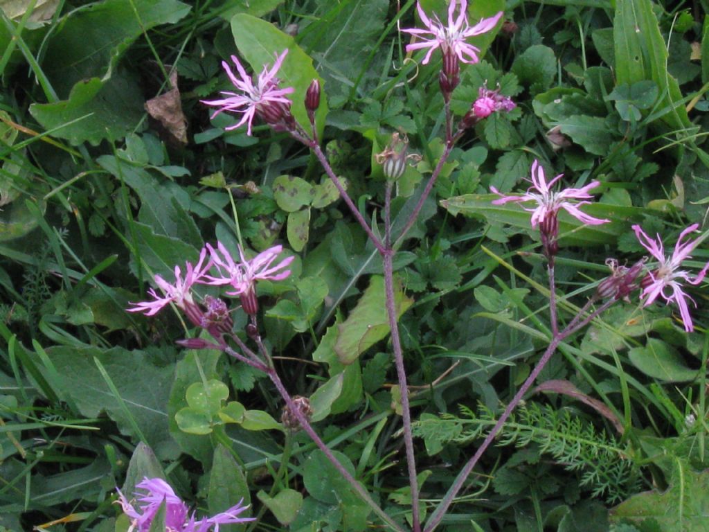 in un prato di Centaurea - Silene flos-cuculi