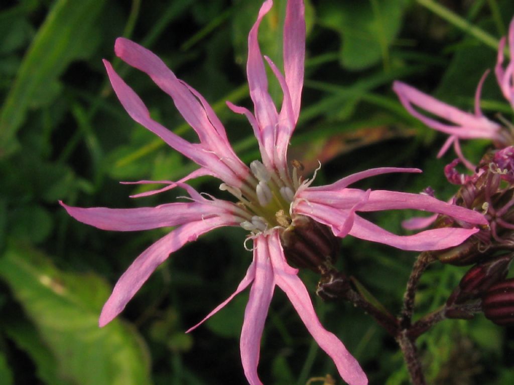 in un prato di Centaurea - Silene flos-cuculi