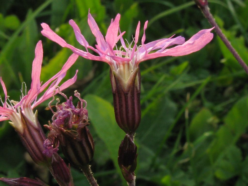 in un prato di Centaurea - Silene flos-cuculi