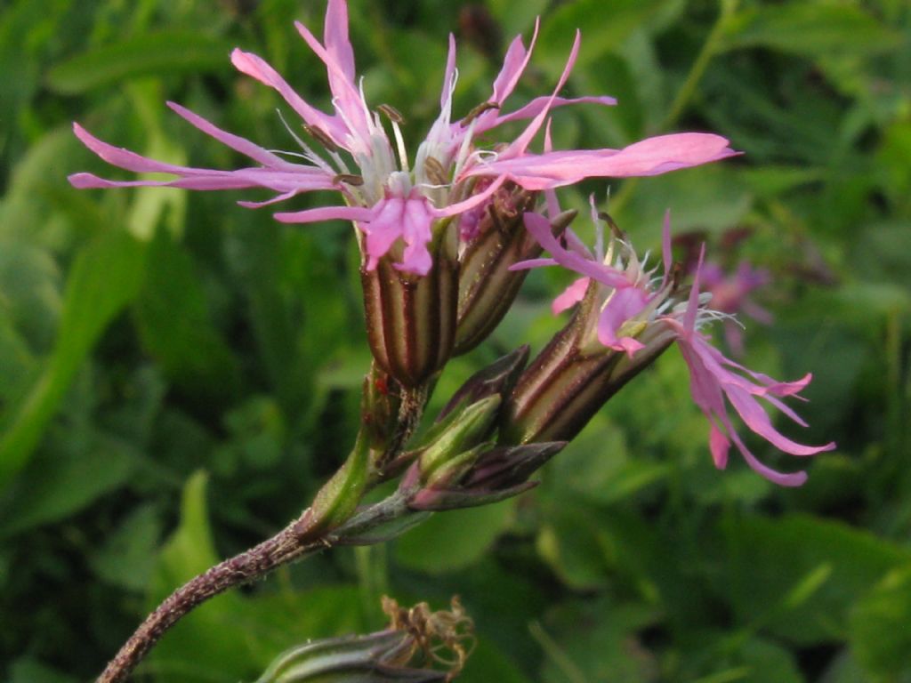 in un prato di Centaurea - Silene flos-cuculi