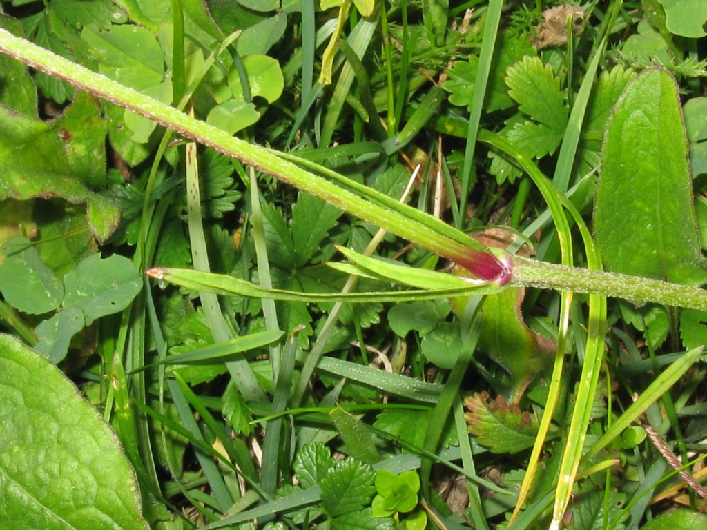 in un prato di Centaurea - Silene flos-cuculi