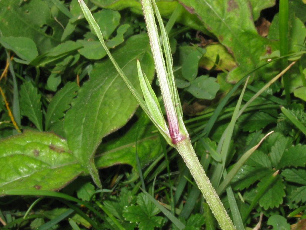 in un prato di Centaurea - Silene flos-cuculi