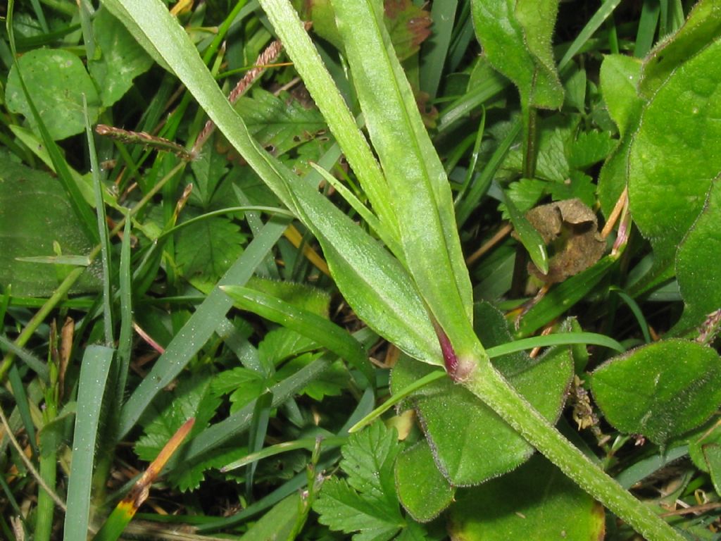 in un prato di Centaurea - Silene flos-cuculi