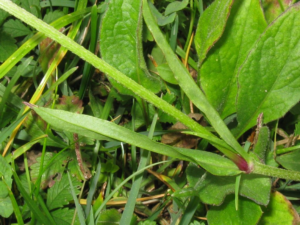 in un prato di Centaurea - Silene flos-cuculi