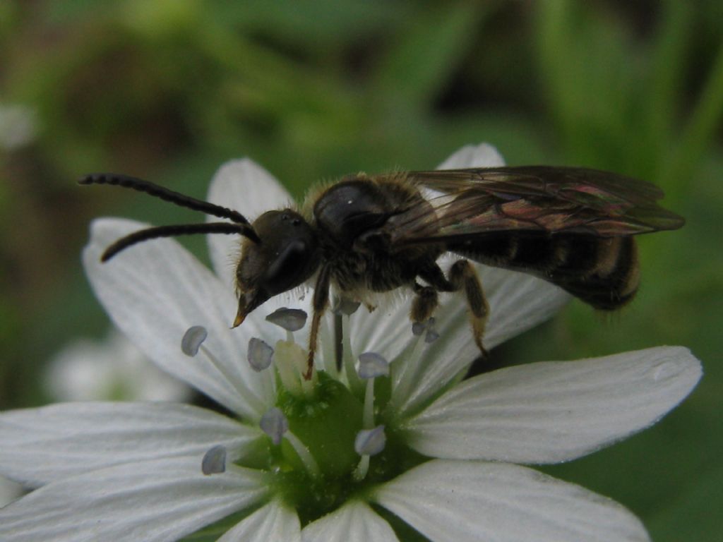 Apidae: Lasioglossum sp.