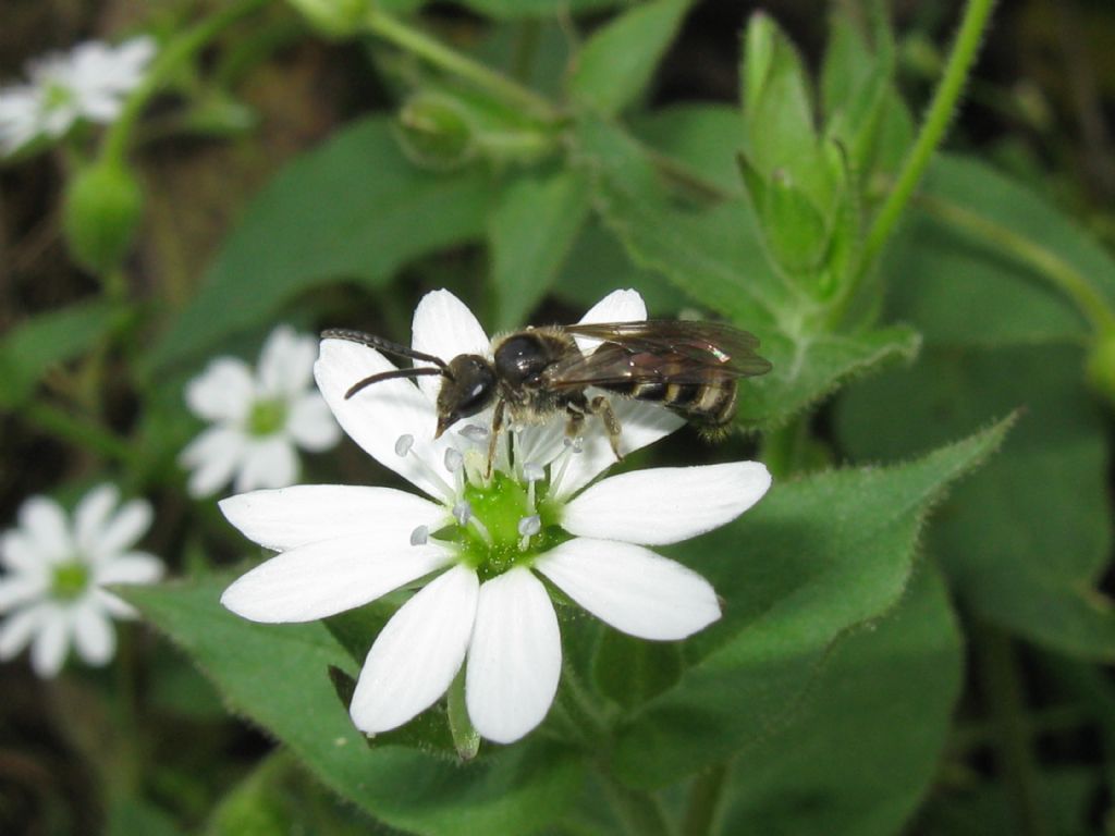 Apidae: Lasioglossum sp.
