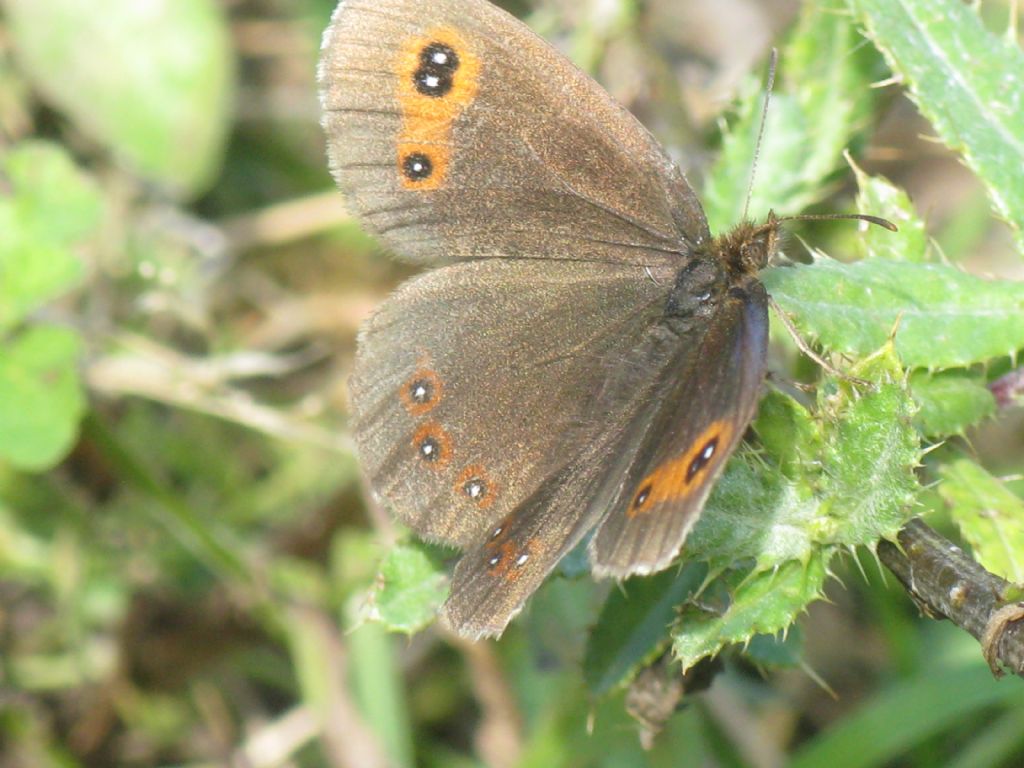 Erebia aethiops?