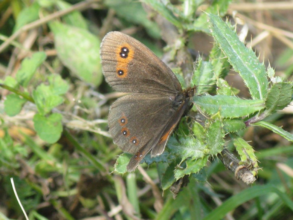 Erebia aethiops?