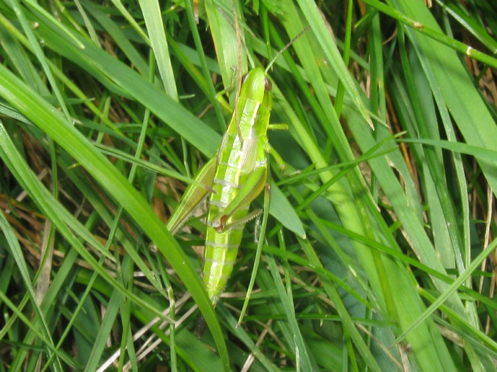 Conocephalus sp.? No, Euthystira brachyptera, femmina