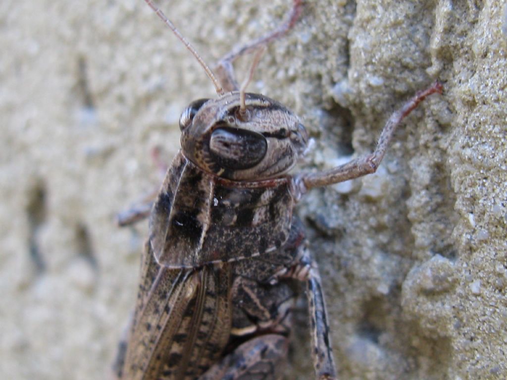 Calliptamus barbarus?  No, Calliptamus italicus, femmina