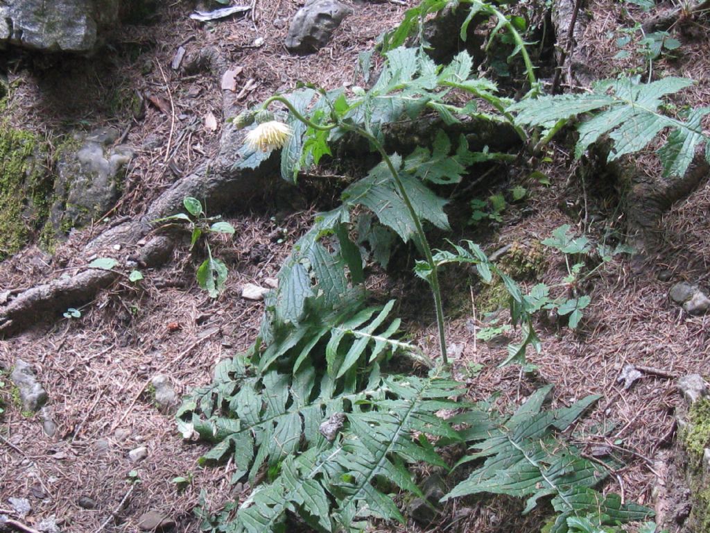 Cirsium erisithales