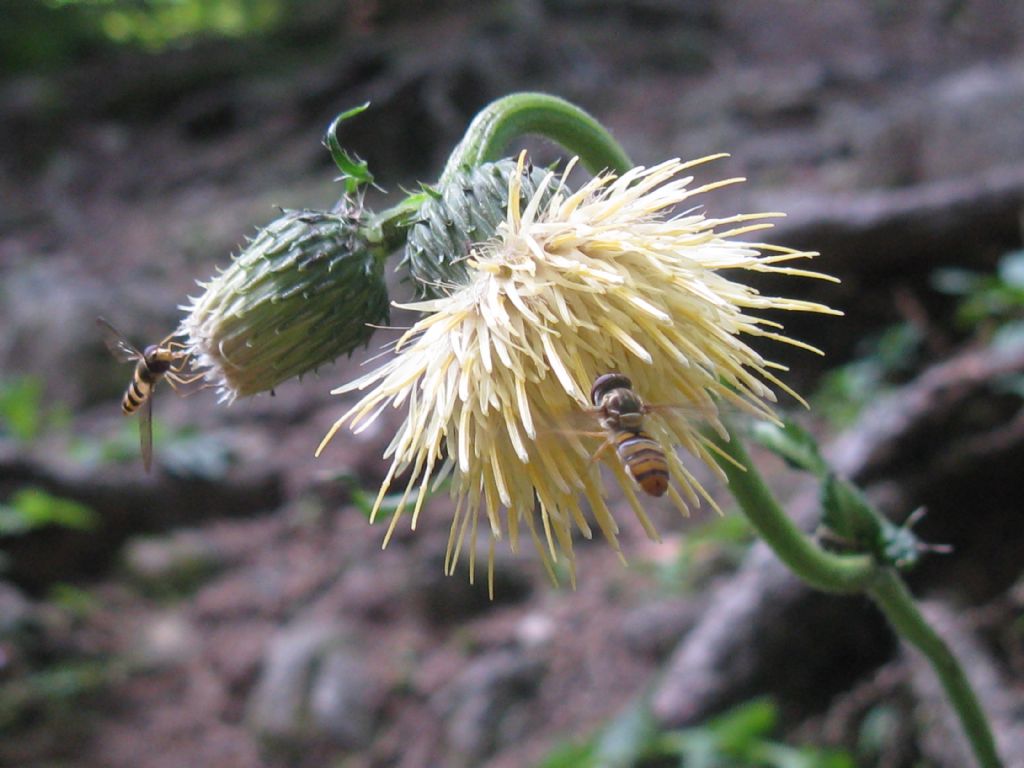 Cirsium erisithales