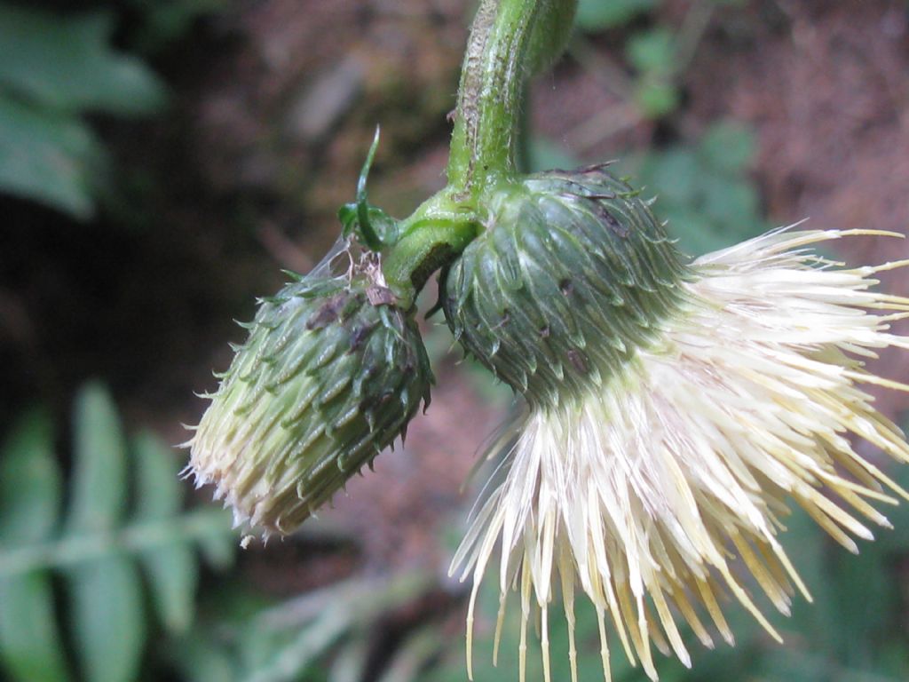 Cirsium erisithales