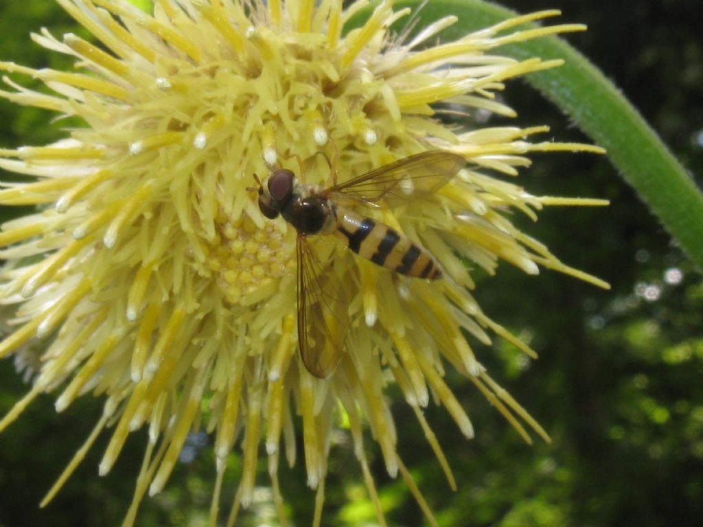 Cirsium erisithales