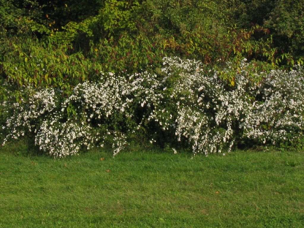 Symphyotrychum lanceolatum e S. novi-belgii