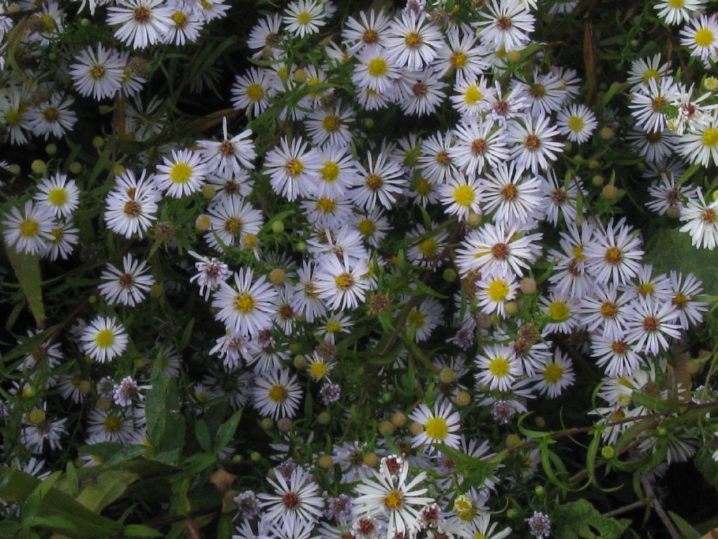 Symphyotrychum lanceolatum e S. novi-belgii