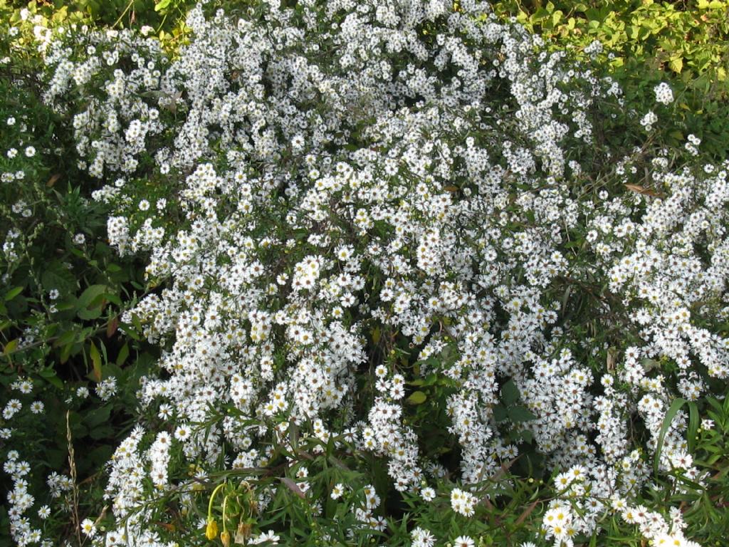 Symphyotrychum lanceolatum e S. novi-belgii