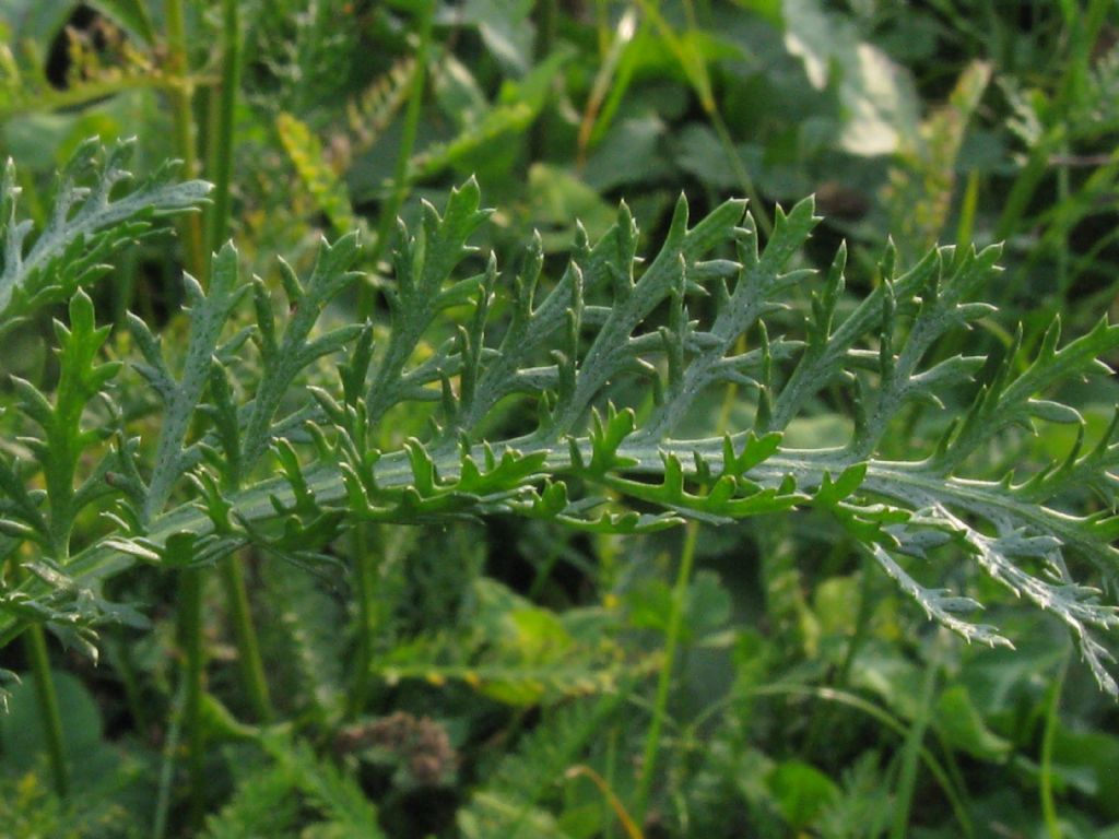 Achillea millefolium
