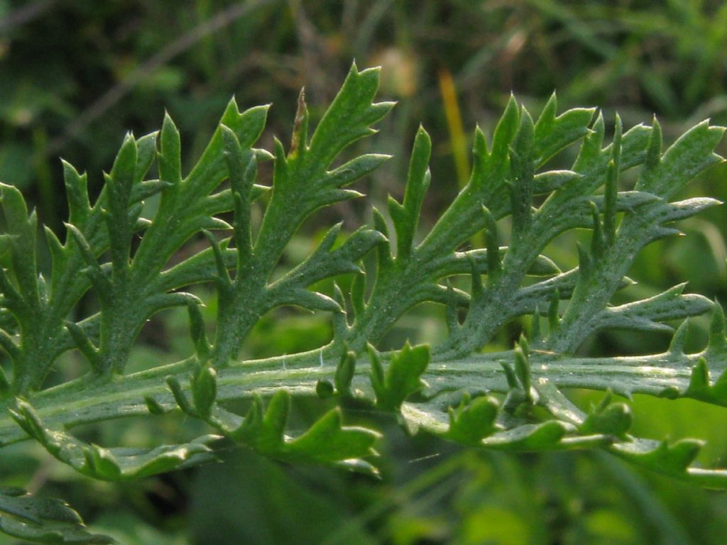 Achillea millefolium