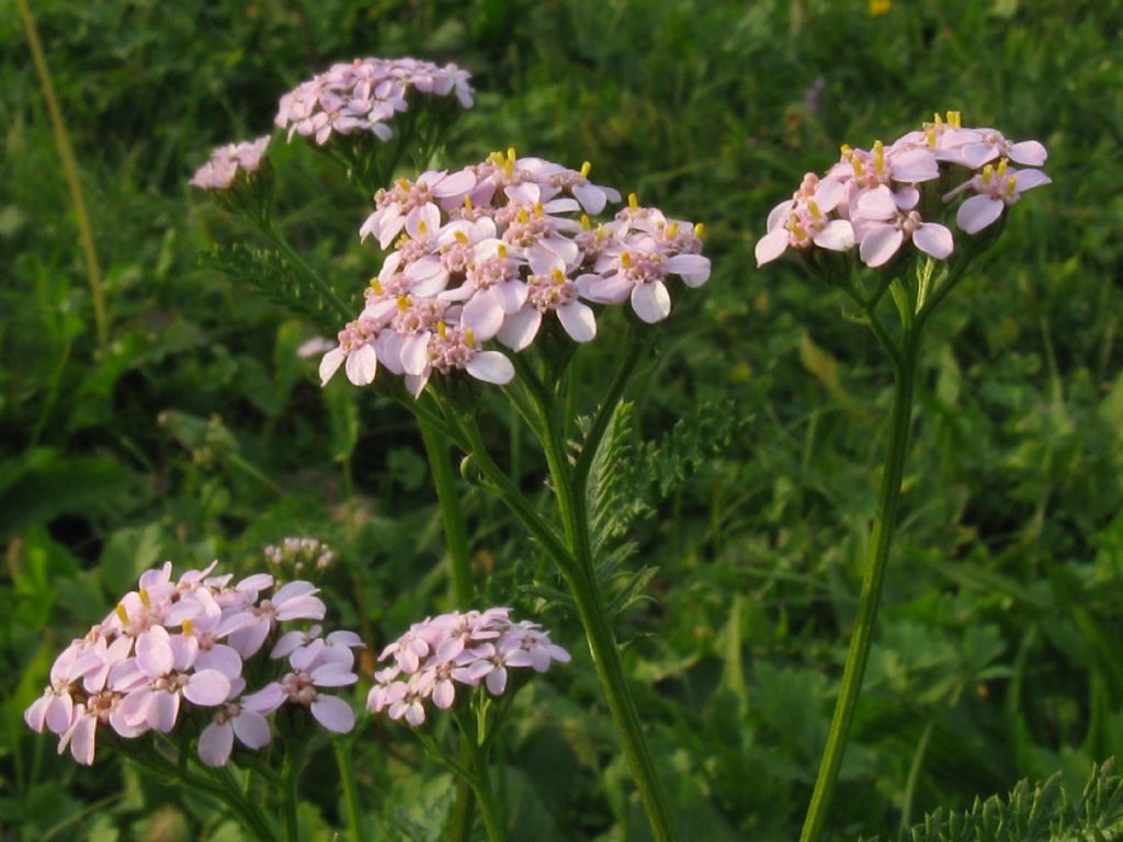 Achillea millefolium