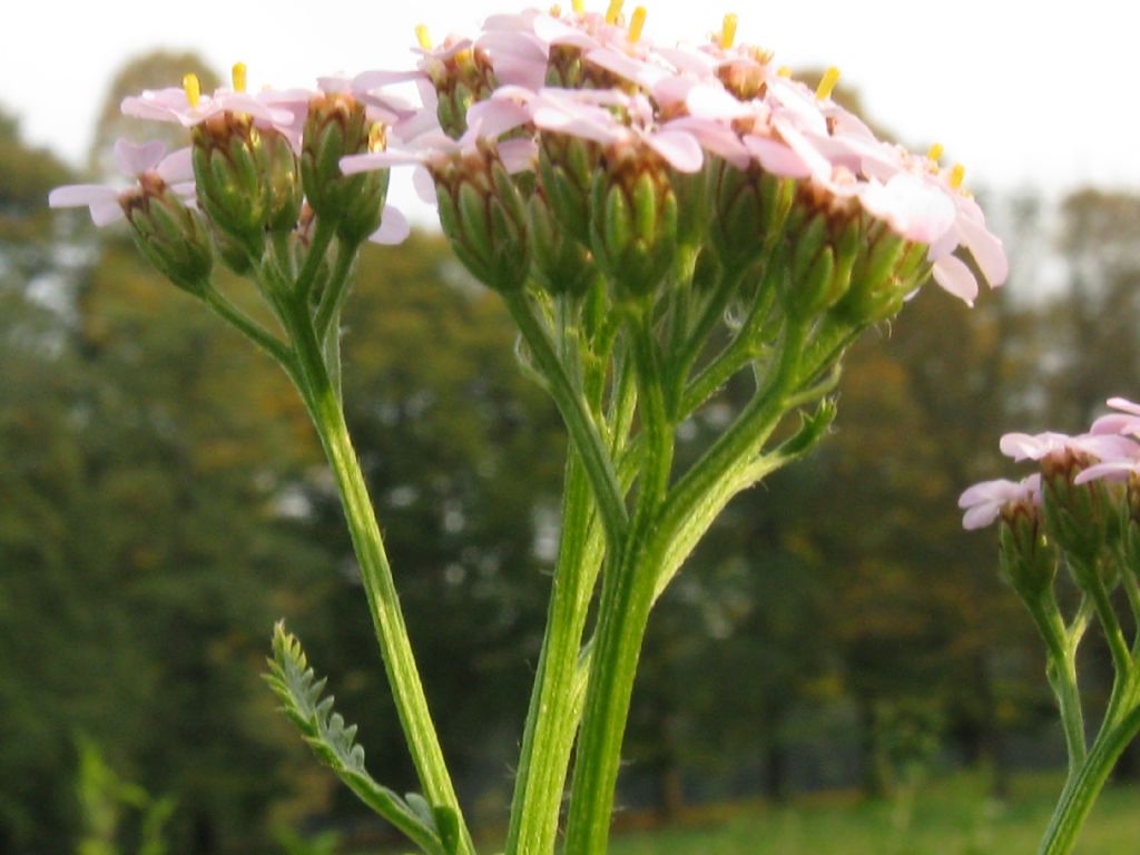 Achillea millefolium