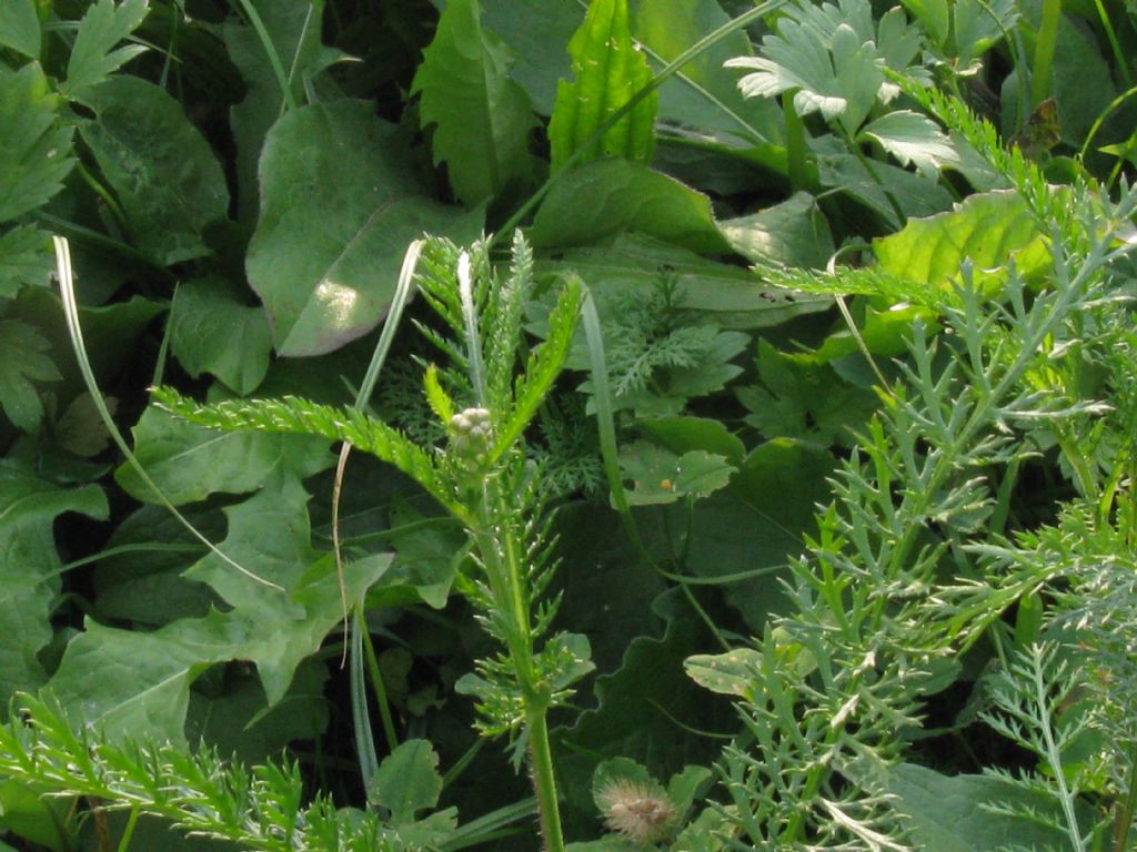 Achillea millefolium
