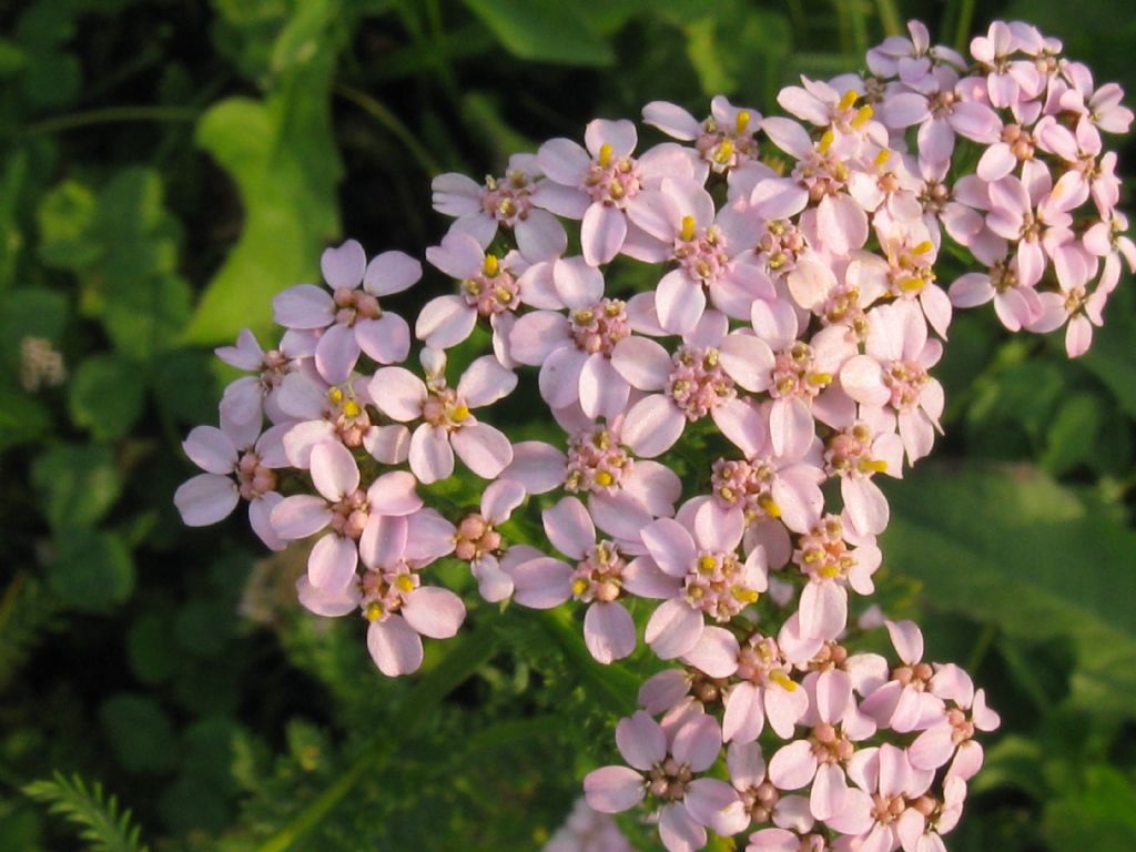 Achillea millefolium