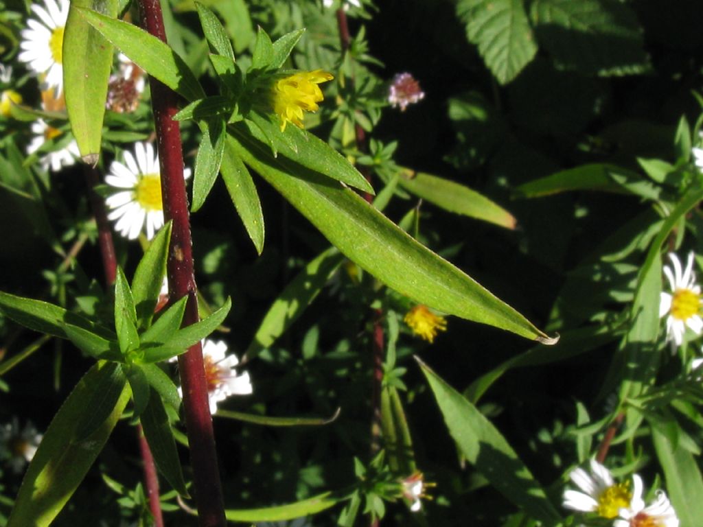 Symphyotrychum lanceolatum e S. novi-belgii