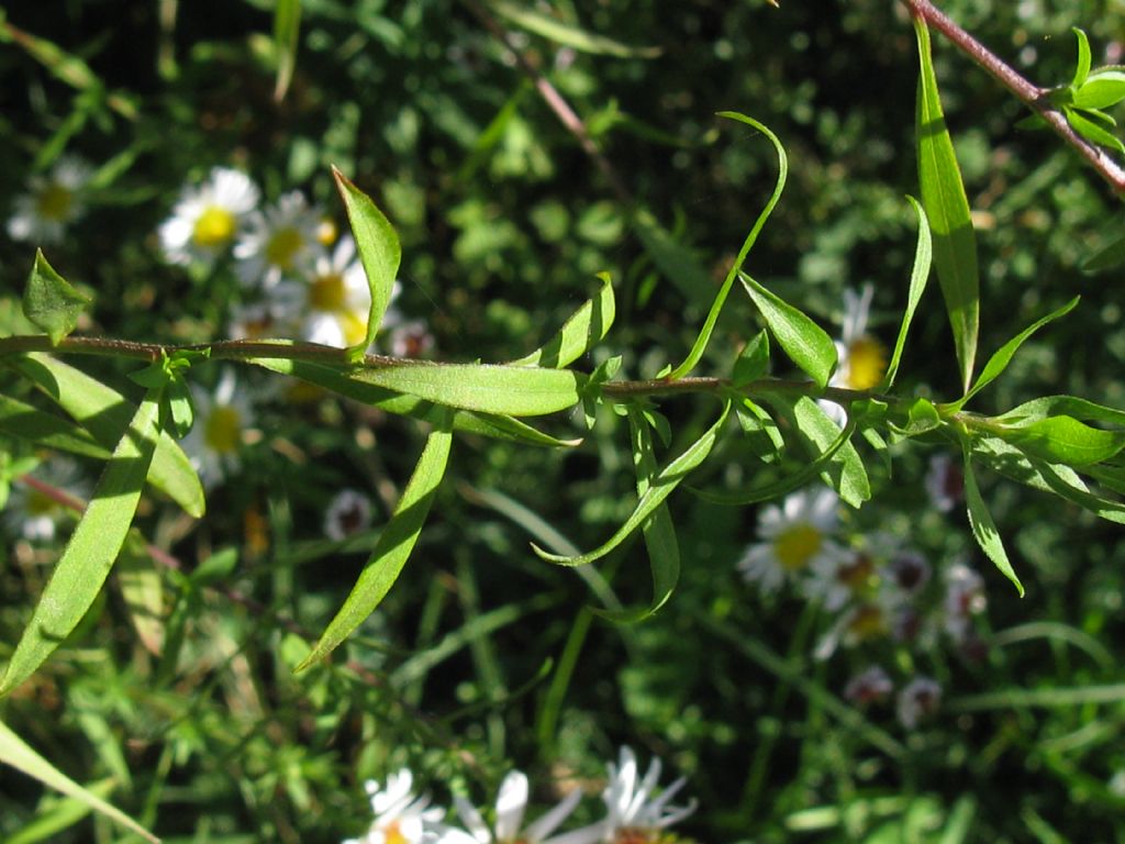 Symphyotrychum lanceolatum e S. novi-belgii