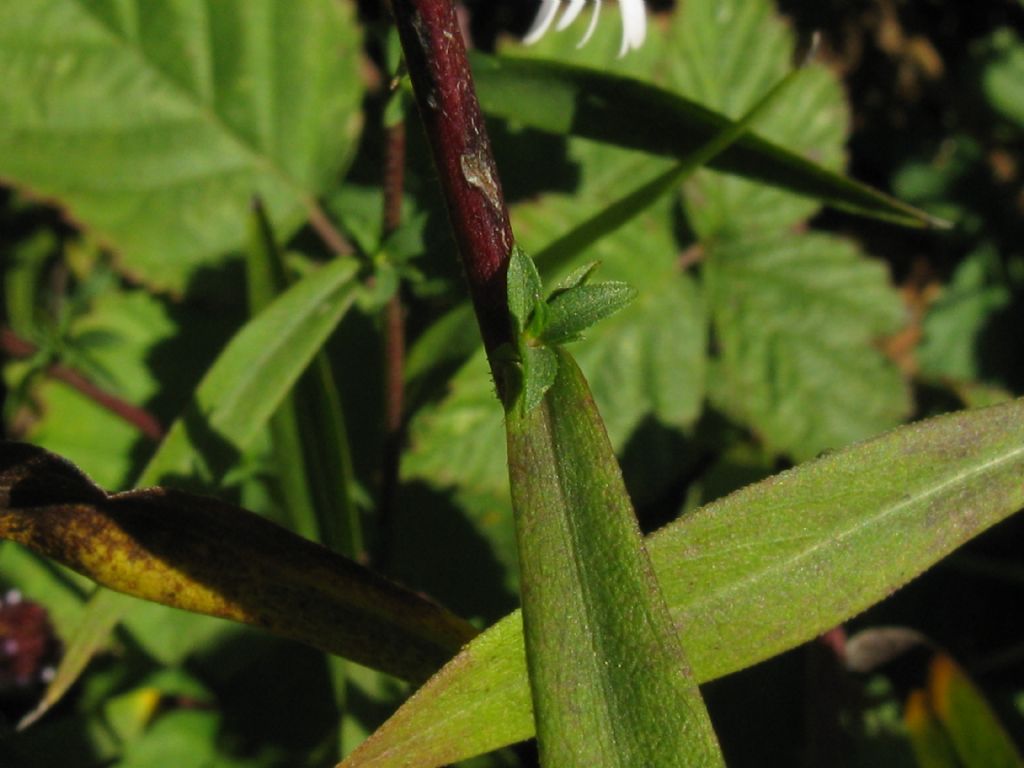 Symphyotrychum lanceolatum e S. novi-belgii