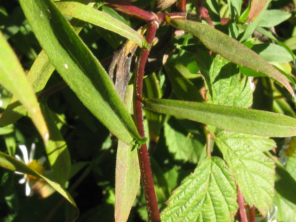 Symphyotrychum lanceolatum e S. novi-belgii