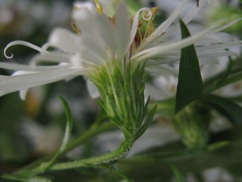 Symphyotrychum lanceolatum e S. novi-belgii