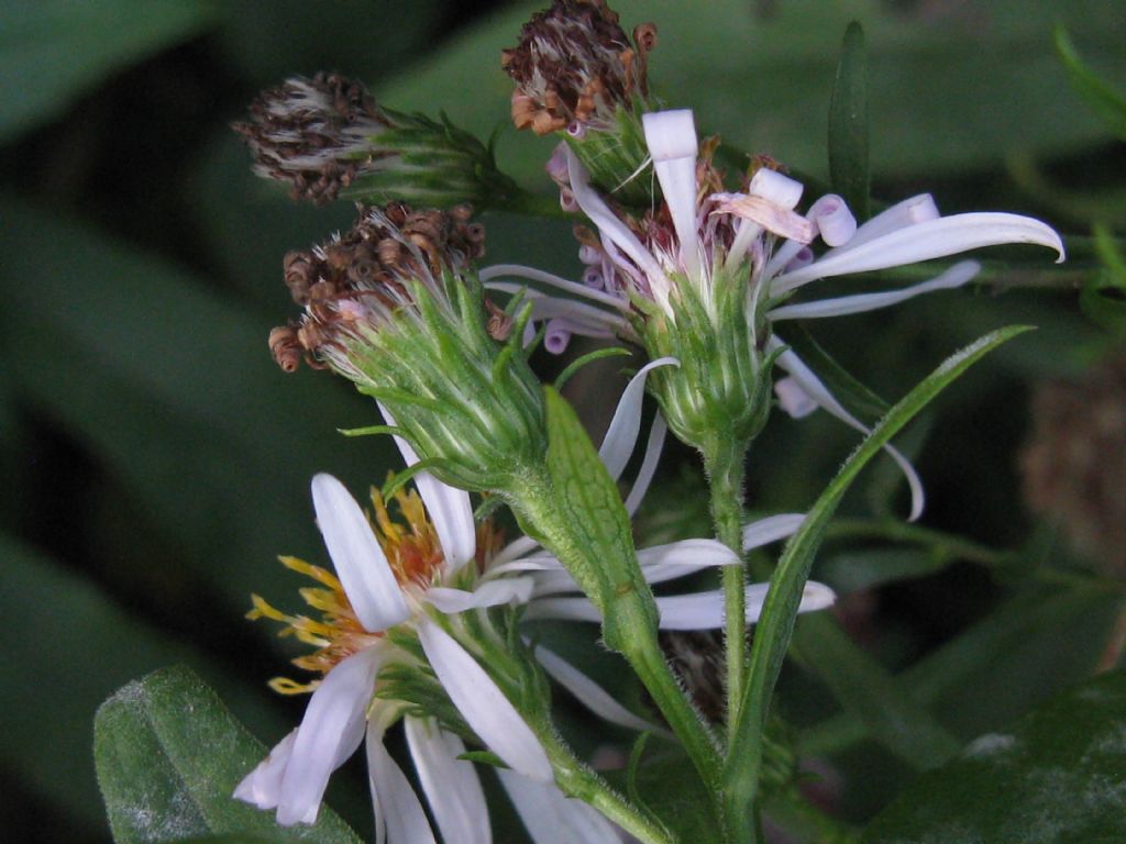 Symphyotrychum lanceolatum e S. novi-belgii