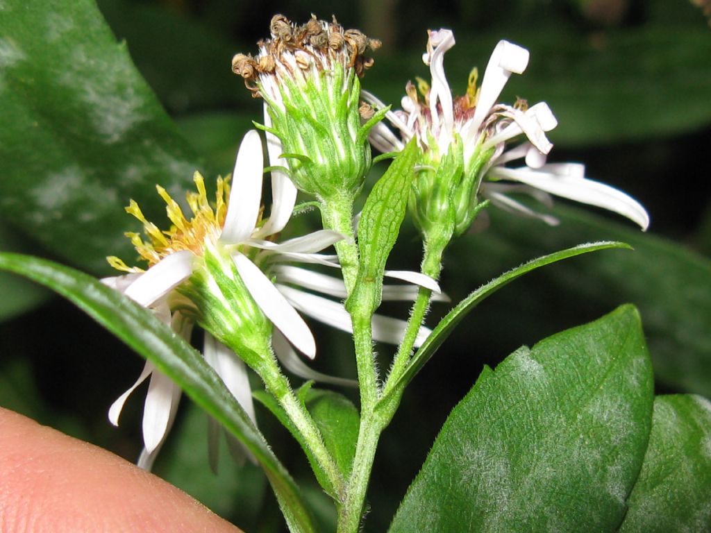 Symphyotrychum lanceolatum e S. novi-belgii