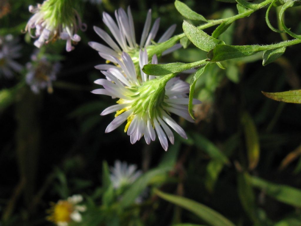 Symphyotrychum lanceolatum e S. novi-belgii