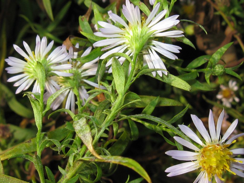 Symphyotrychum lanceolatum e S. novi-belgii