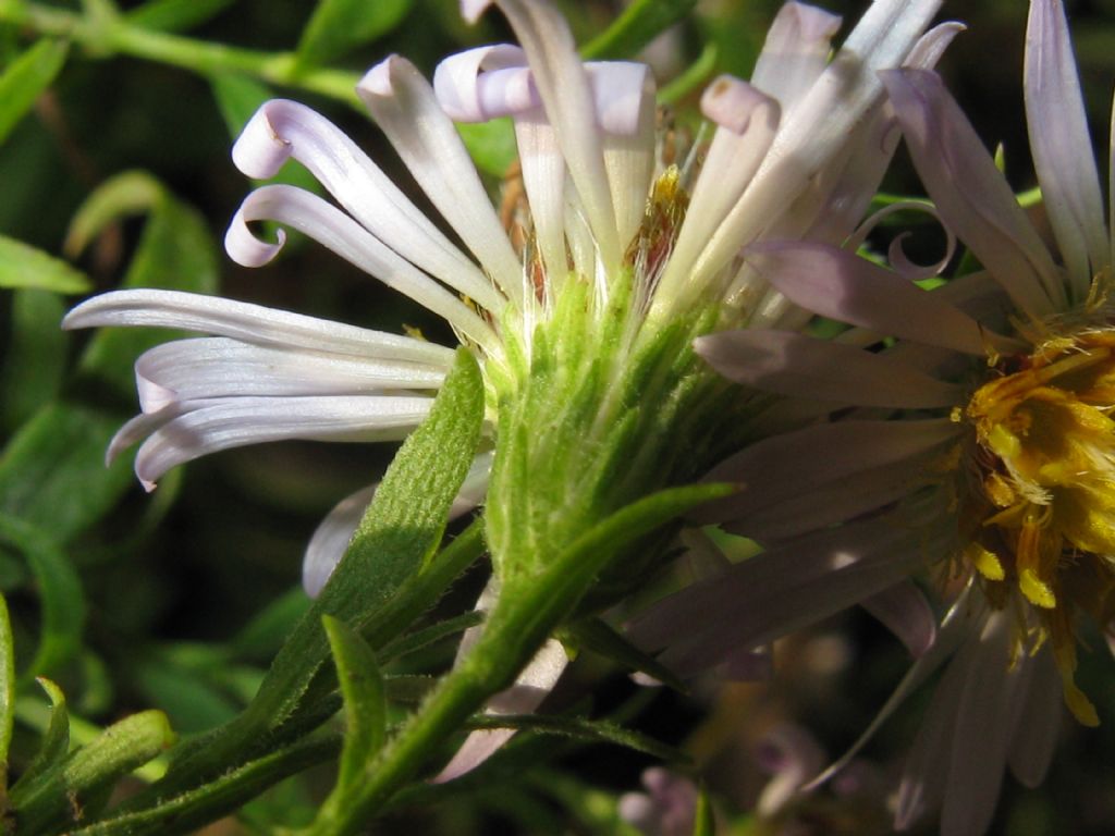 Symphyotrychum lanceolatum e S. novi-belgii