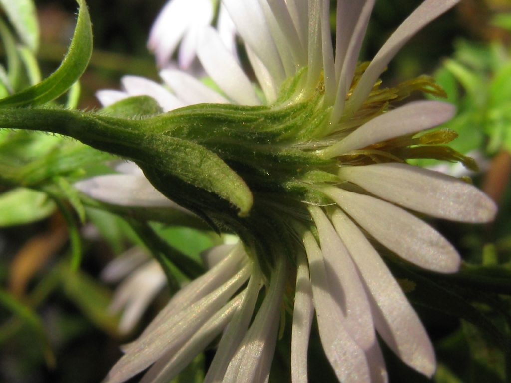 Symphyotrychum lanceolatum e S. novi-belgii