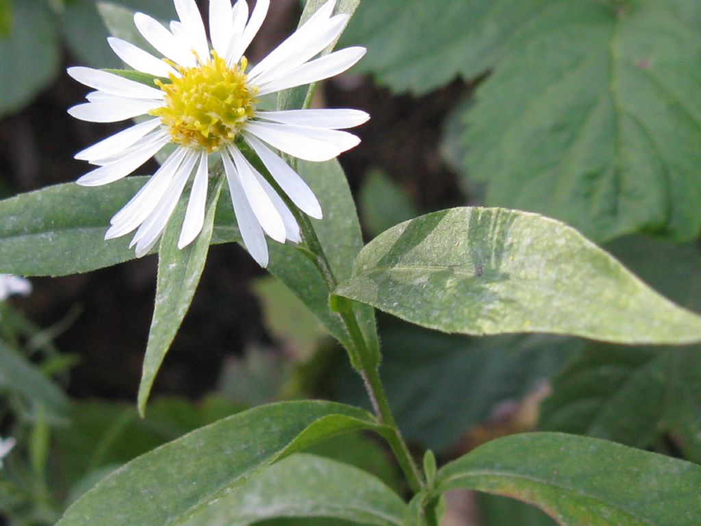 Symphyotrychum lanceolatum e S. novi-belgii