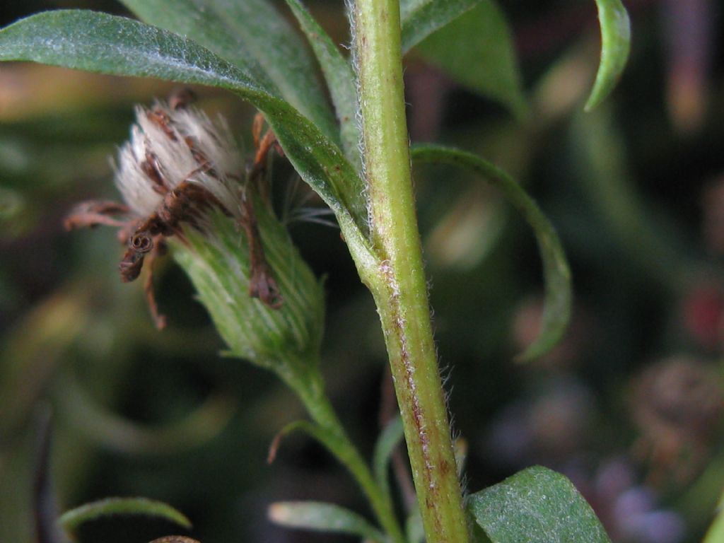 Symphyotrychum lanceolatum e S. novi-belgii