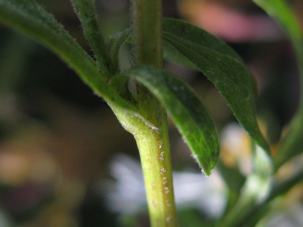 Symphyotrychum lanceolatum e S. novi-belgii