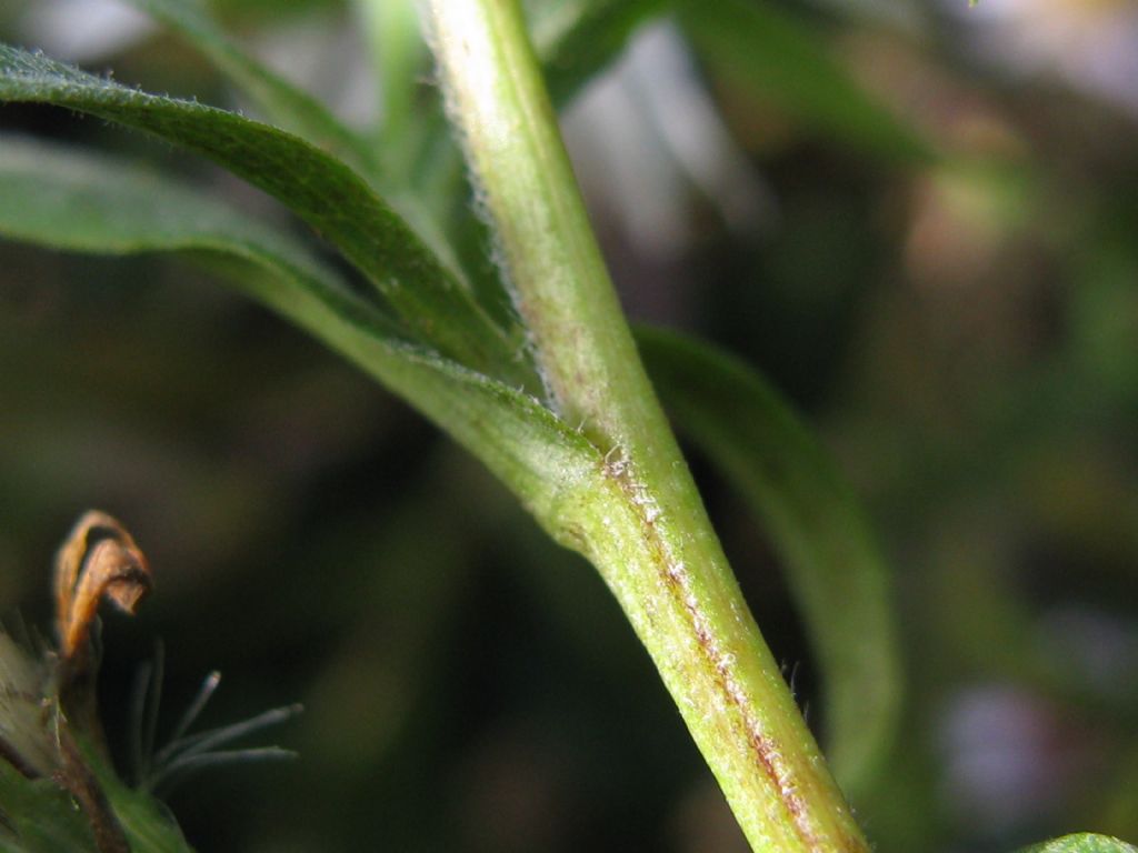 Symphyotrychum lanceolatum e S. novi-belgii