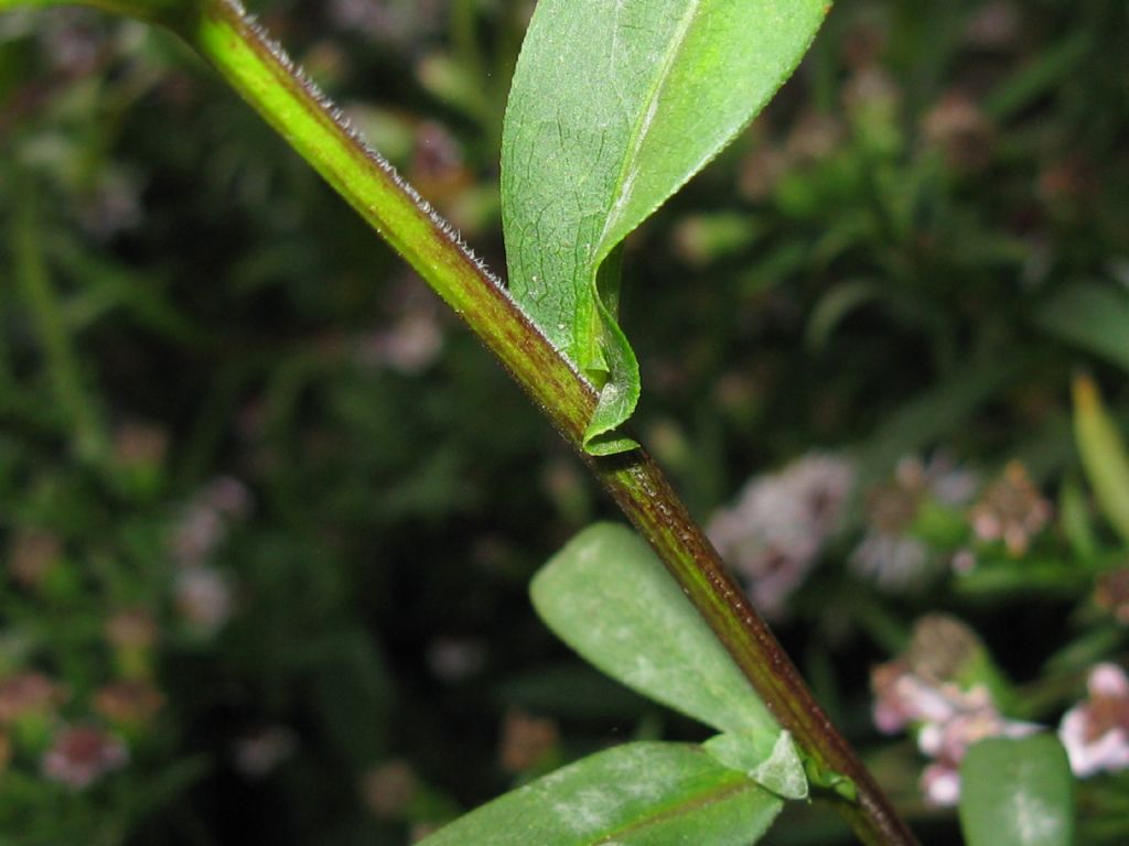 Symphyotrychum lanceolatum e S. novi-belgii