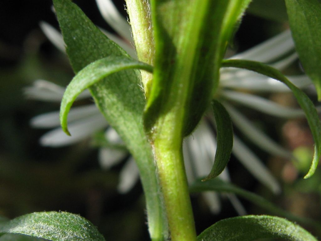 Symphyotrychum lanceolatum e S. novi-belgii