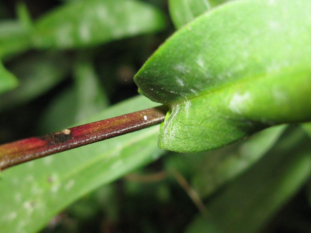 Symphyotrychum lanceolatum e S. novi-belgii