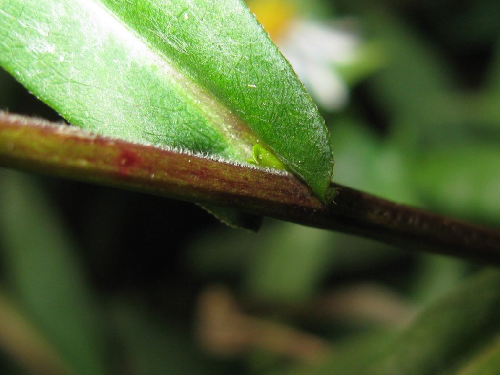 Symphyotrychum lanceolatum e S. novi-belgii