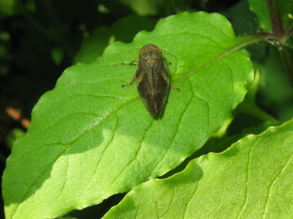 Aphrophora alni (Cicadomorpha Aphrophoridae)